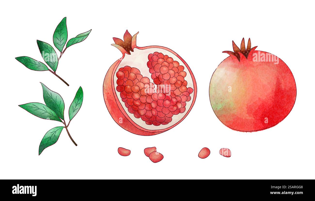 Elementi naturali e organici di melograno ad acquerello isolati su sfondo bianco. Elementi di melograno acquerello Illustrazione Vettoriale