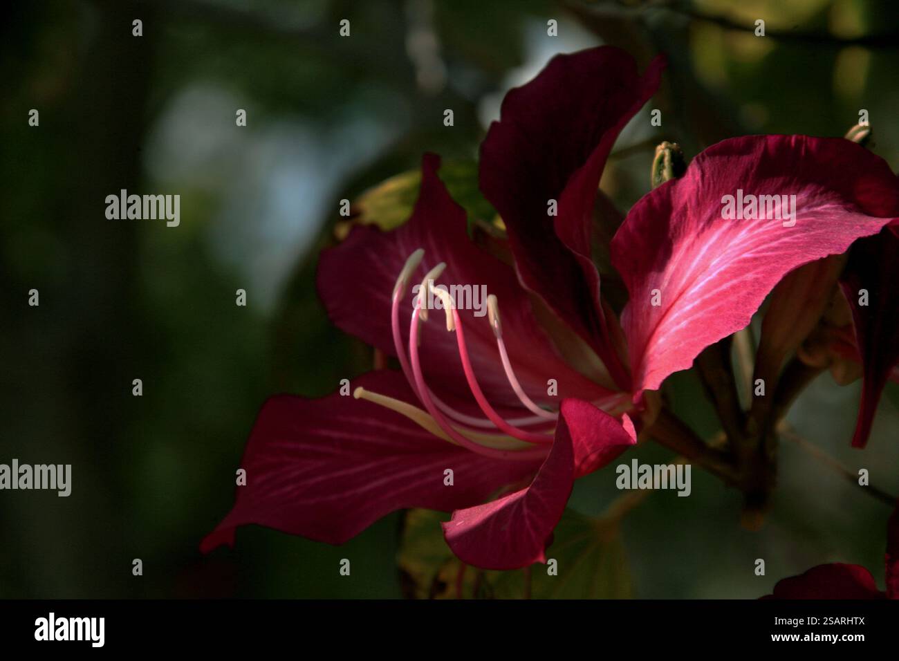 Fiore rosa dell'orchidea Bauhinia alla luce del sole Foto Stock