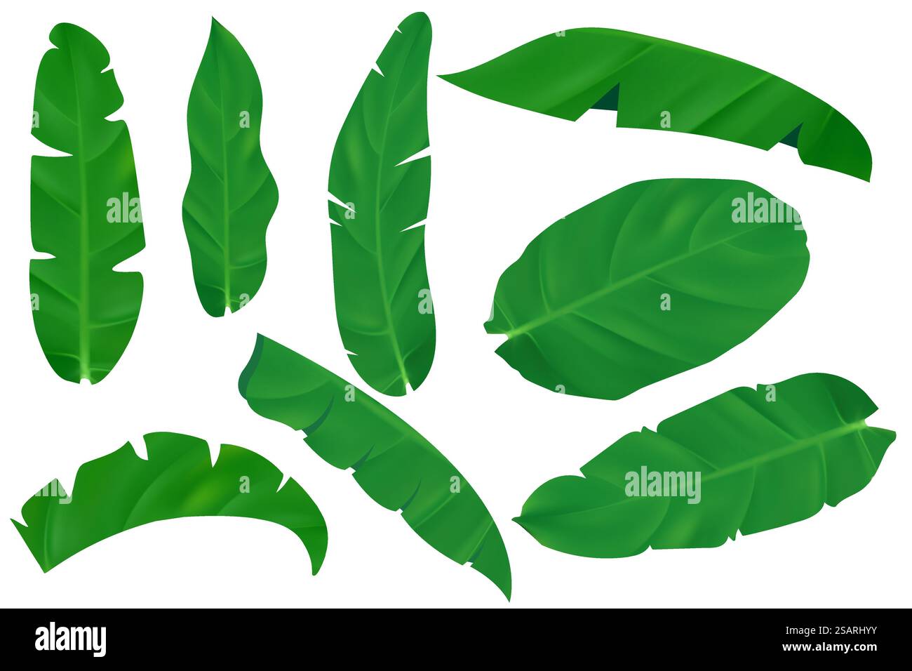 Serie di illustrazioni vettoriali realistiche di foglie tropicali isolate su sfondo bianco. Splendido fogliame di palme 3D. Collezione esotica giungla di piante verdi altamente dettagliata per cosmetici e spa. EPS10 Illustrazione Vettoriale