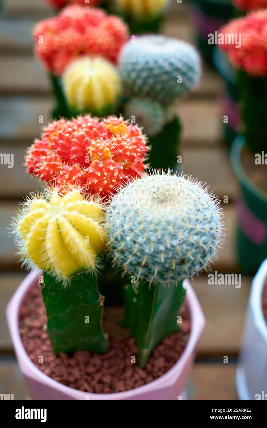 Tre cactus dai colori vivaci sono piantati in una pentola rosa Foto Stock