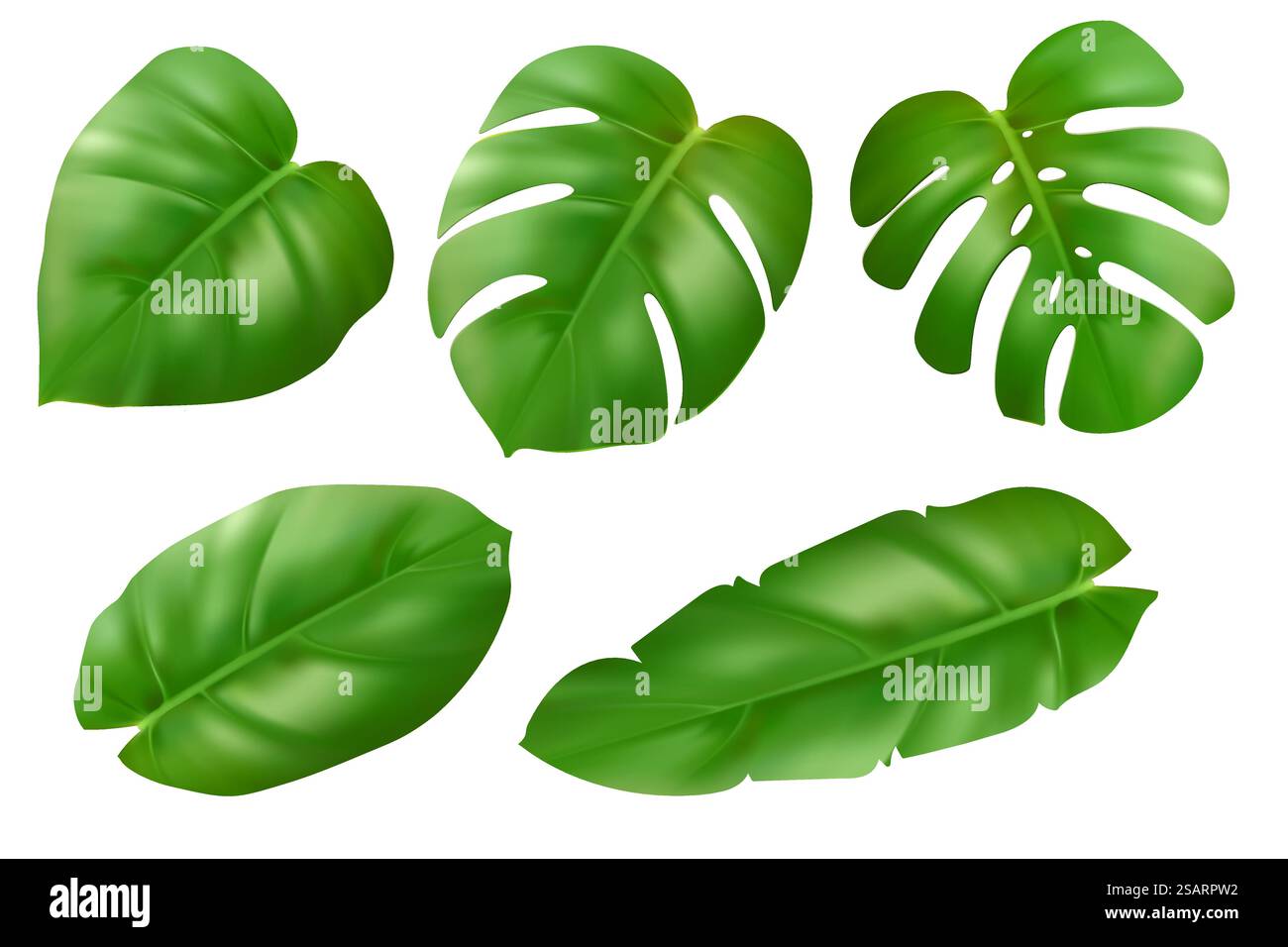 Set di foglie esotiche di tipo diverso. Splendide piante tropicali della giungla 3d. Calathea, Monstera e foglie di palma verde per cosmetici, spa. Illustrazione vettoriale realistica isolata su sfondo bianco ESP10 Illustrazione Vettoriale