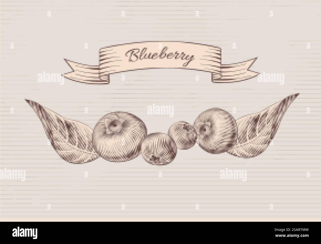 Set da disegno vintage di mirtilli Illustrazione Vettoriale