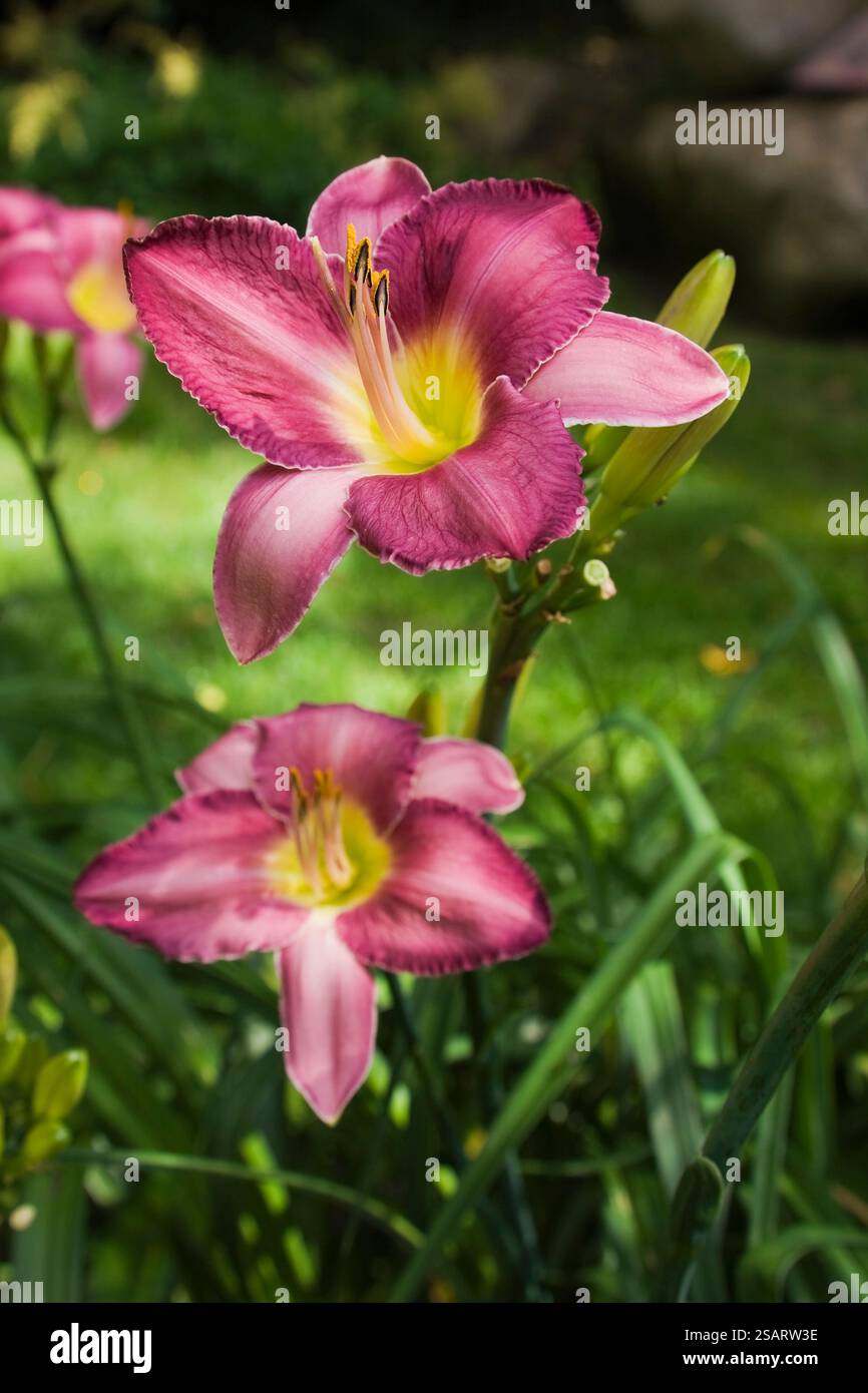 Primo piano di Hemerocallis "Chicago Apache" viola e verde - gialli nel giardino sul retro in estate, Quebec, Canada. Questa immagine è proprietà rilasciata. Foto Stock