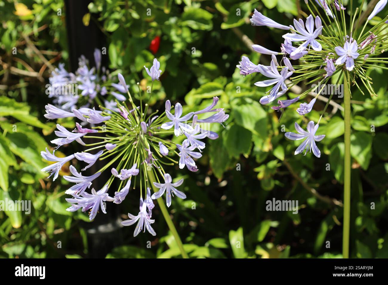 primo piano due gruppi di fiori azzurri, malva e viola su gambi lunghi (steli) contro foglie verdi chiare Foto Stock