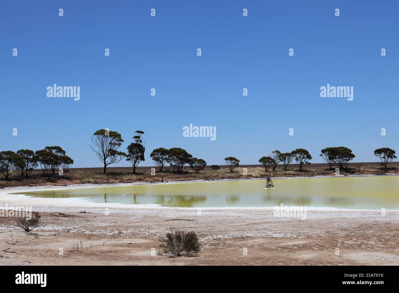 i sali bianchi segnano le sponde del lago alcalino verdastro in un deserto arido e arido, con alberi sparsi sotto un cielo azzurro e limpido Foto Stock