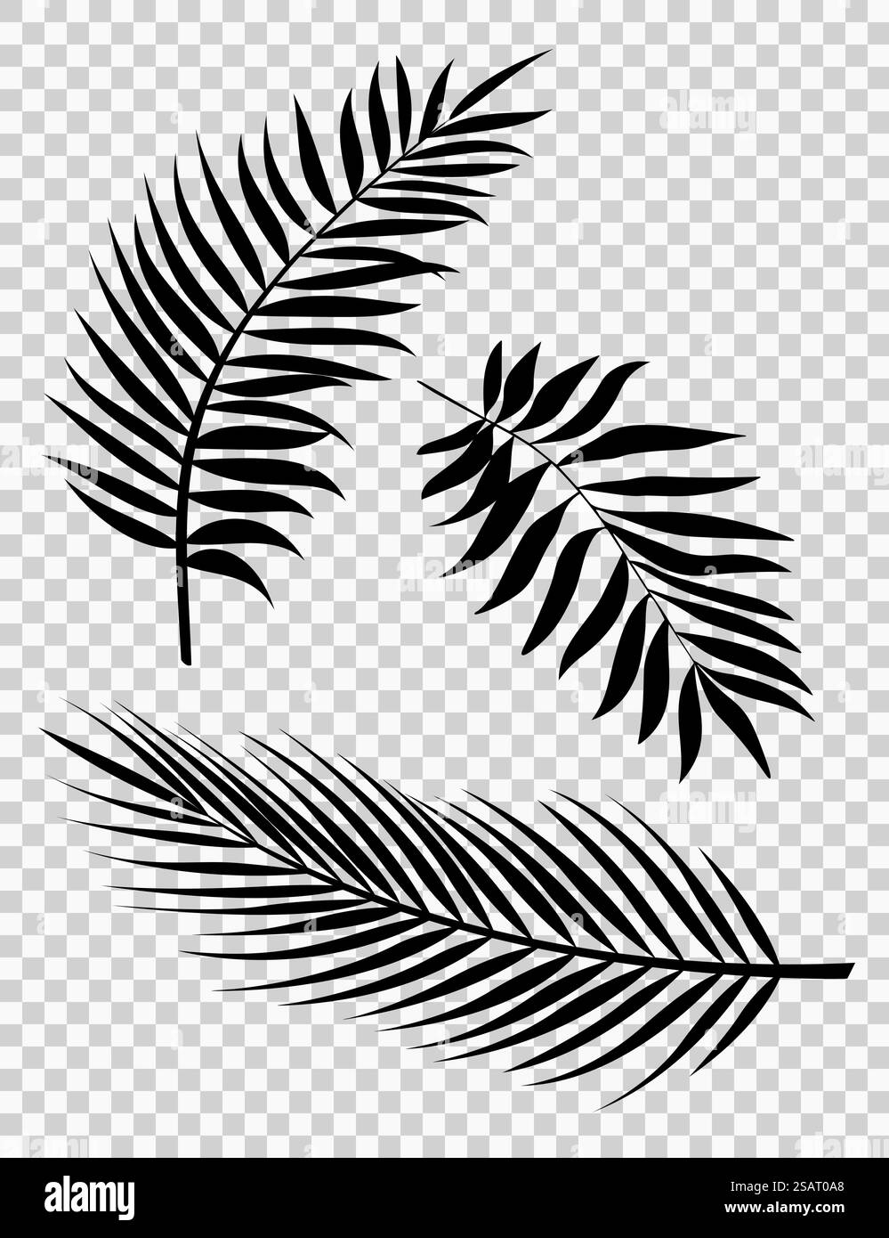 Palm lascia l'illustrazione di sfondo vettoriale EPS10. Set di silhouette realistiche con foglie di palma. Forme di colore nero isolate su sfondo bianco. Raccolta di piante della foresta pluviale. Illustrazione Vettoriale