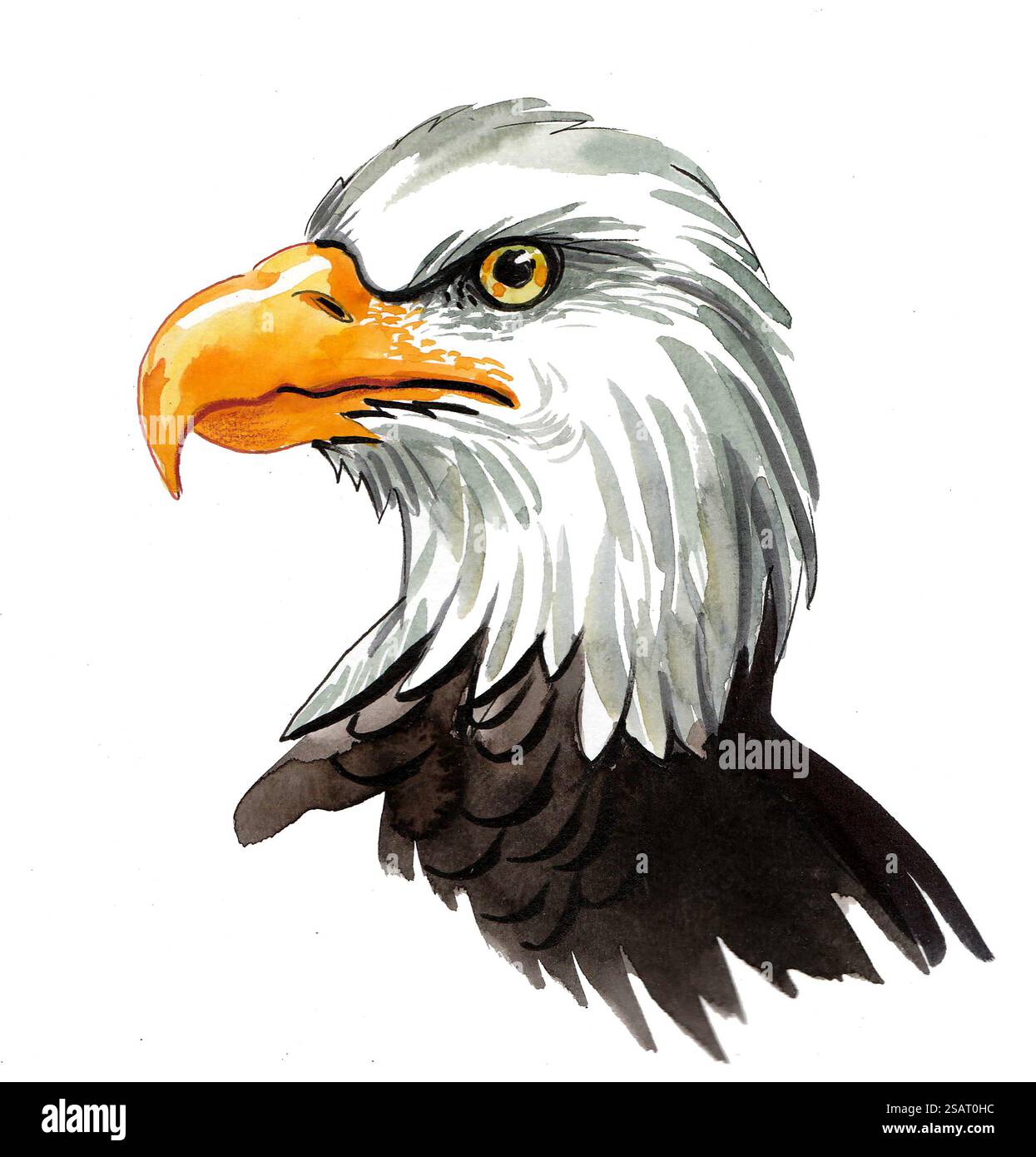 Testa di Aquila. Illustrazione ad acquerello disegnata a mano Foto Stock