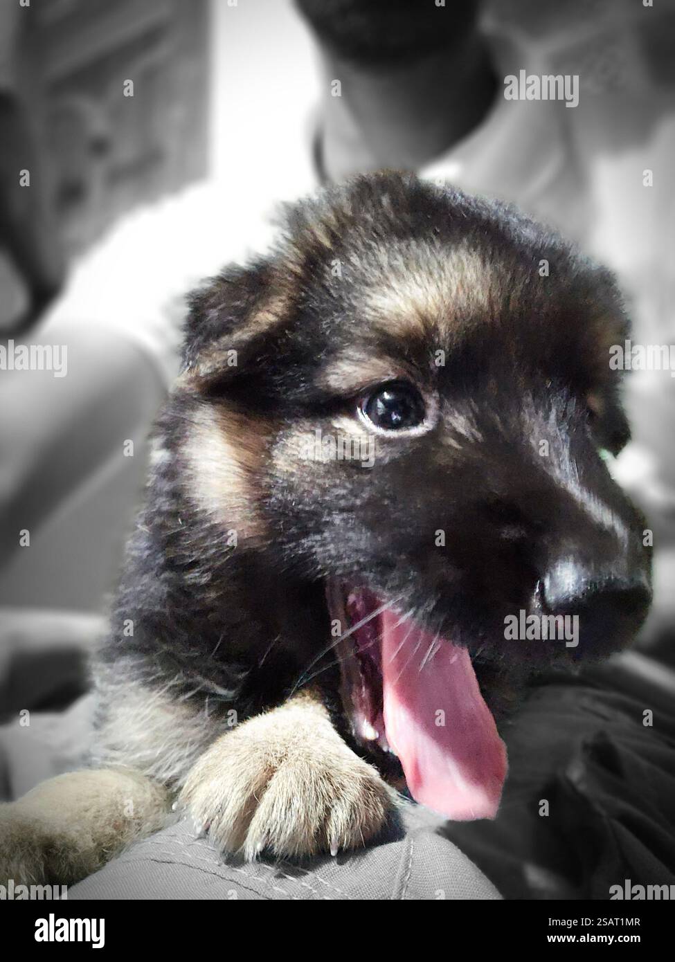 Per tag , Aussie , Australiano , Pastore , primo piano , collie , collies , cane , cani , faccia , testa Foto Stock