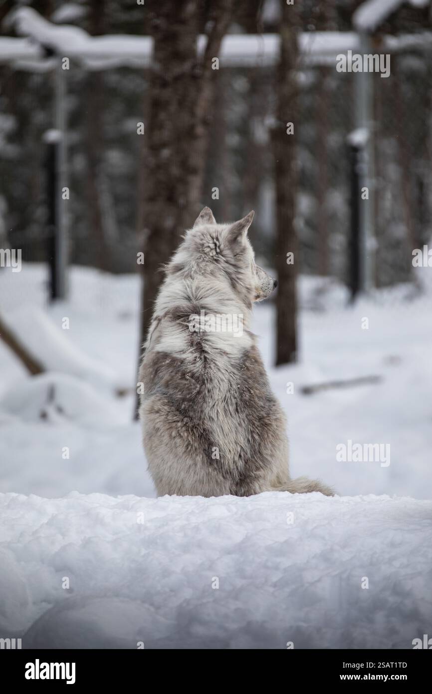 I maestosi lupi vagano nella natura selvaggia innevata di Parc Omega, mostrando la loro selvaggia bellezza, forza e istinti di branco. Foto Stock I maestosi lupi vagano nella natura selvaggia innevata di Parc Omega, mostrando la loro selvaggia bellezza, forza e istinti di branco. Foto Stock