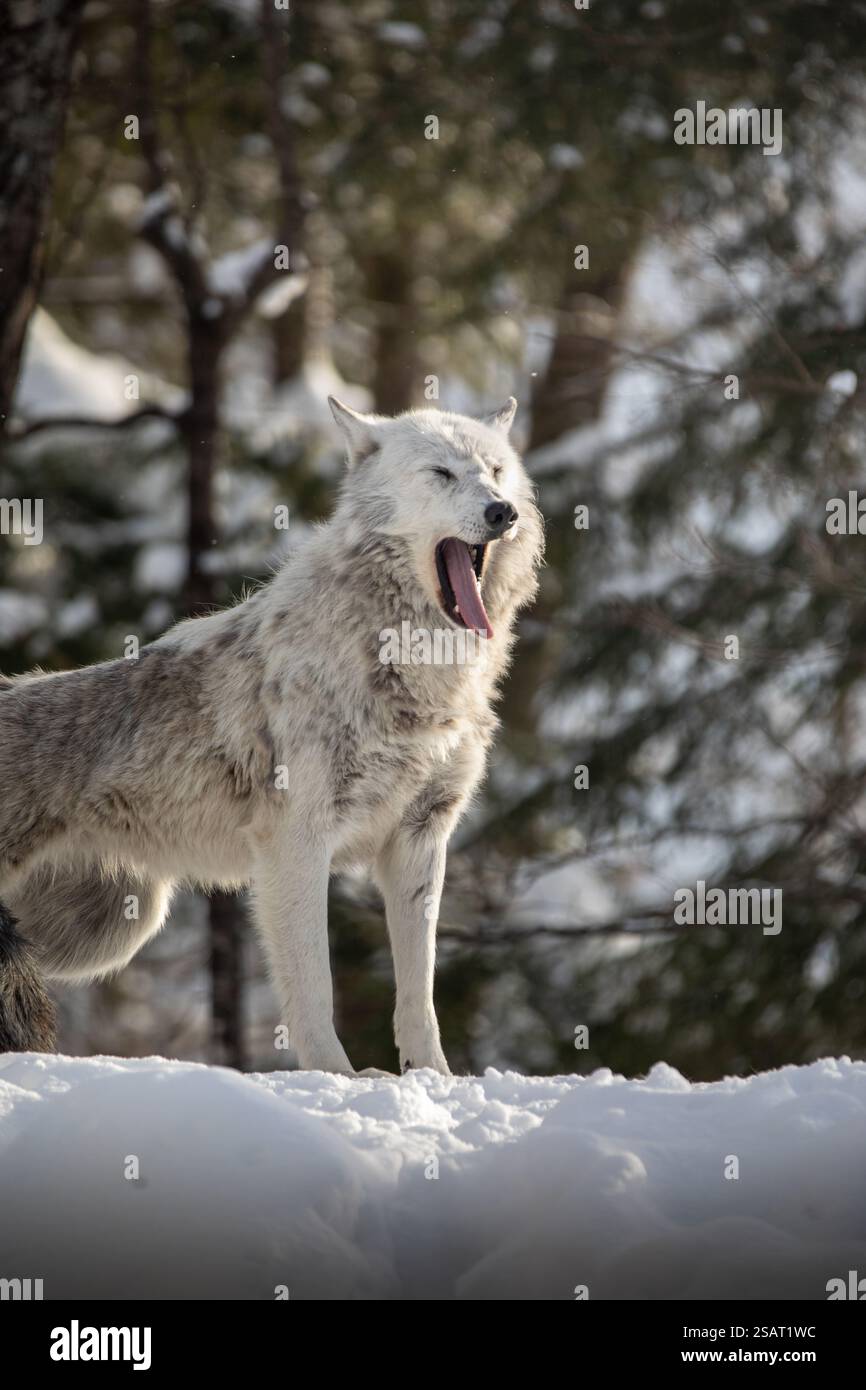 I maestosi lupi vagano nella natura selvaggia innevata di Parc Omega, mostrando la loro selvaggia bellezza, forza e istinti di branco. Foto Stock I maestosi lupi vagano nella natura selvaggia innevata di Parc Omega, mostrando la loro selvaggia bellezza, forza e istinti di branco. Foto Stock