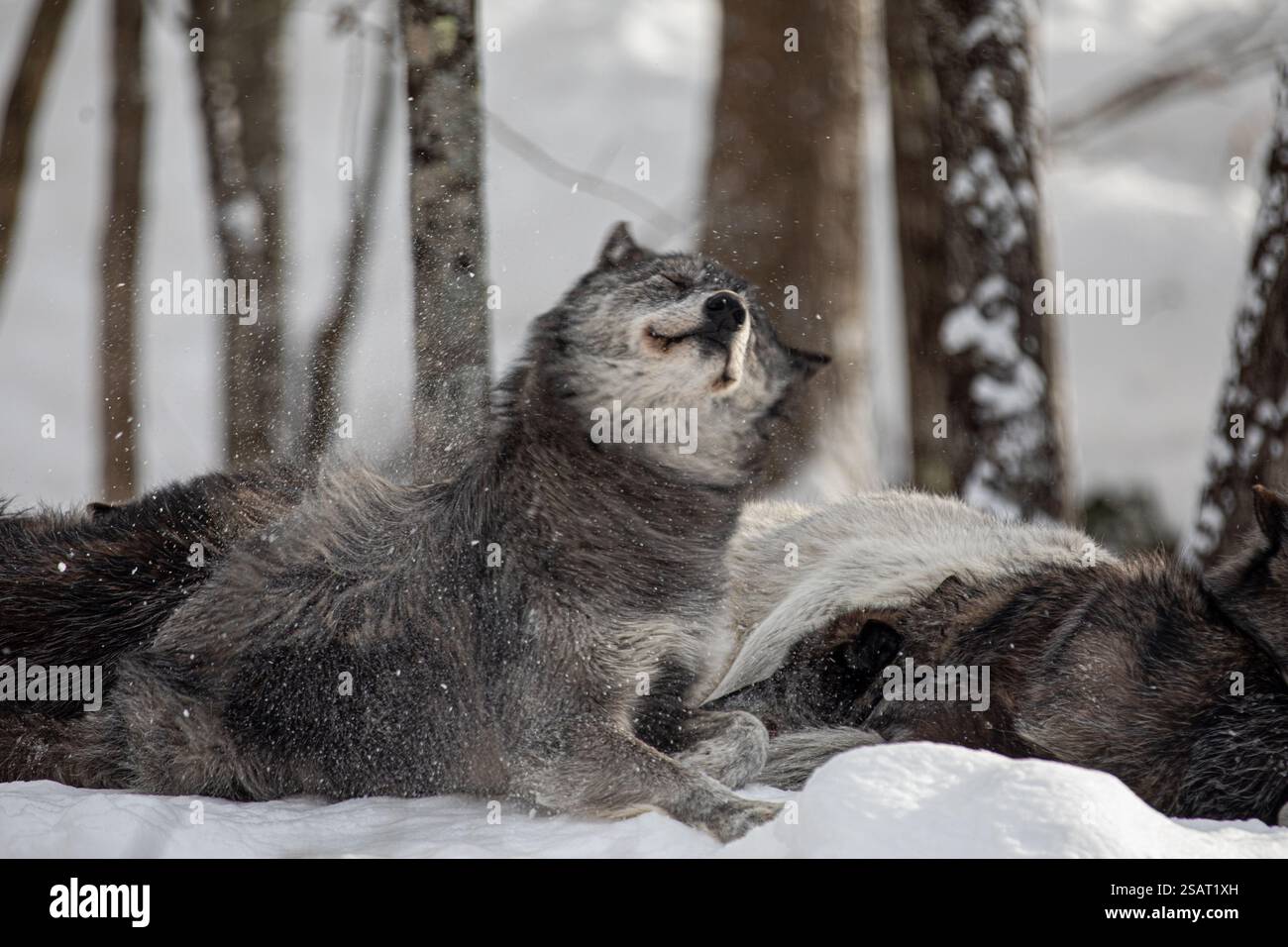 I maestosi lupi vagano nella natura selvaggia innevata di Parc Omega, mostrando la loro selvaggia bellezza, forza e istinti di branco. Foto Stock I maestosi lupi vagano nella natura selvaggia innevata di Parc Omega, mostrando la loro selvaggia bellezza, forza e istinti di branco. Foto Stock