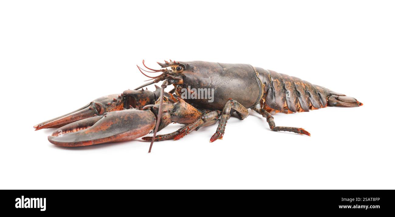Un'aragosta cruda intera isolata su bianco Foto Stock
