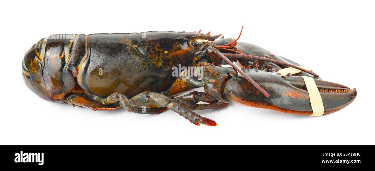 Un'aragosta cruda intera isolata su bianco Foto Stock