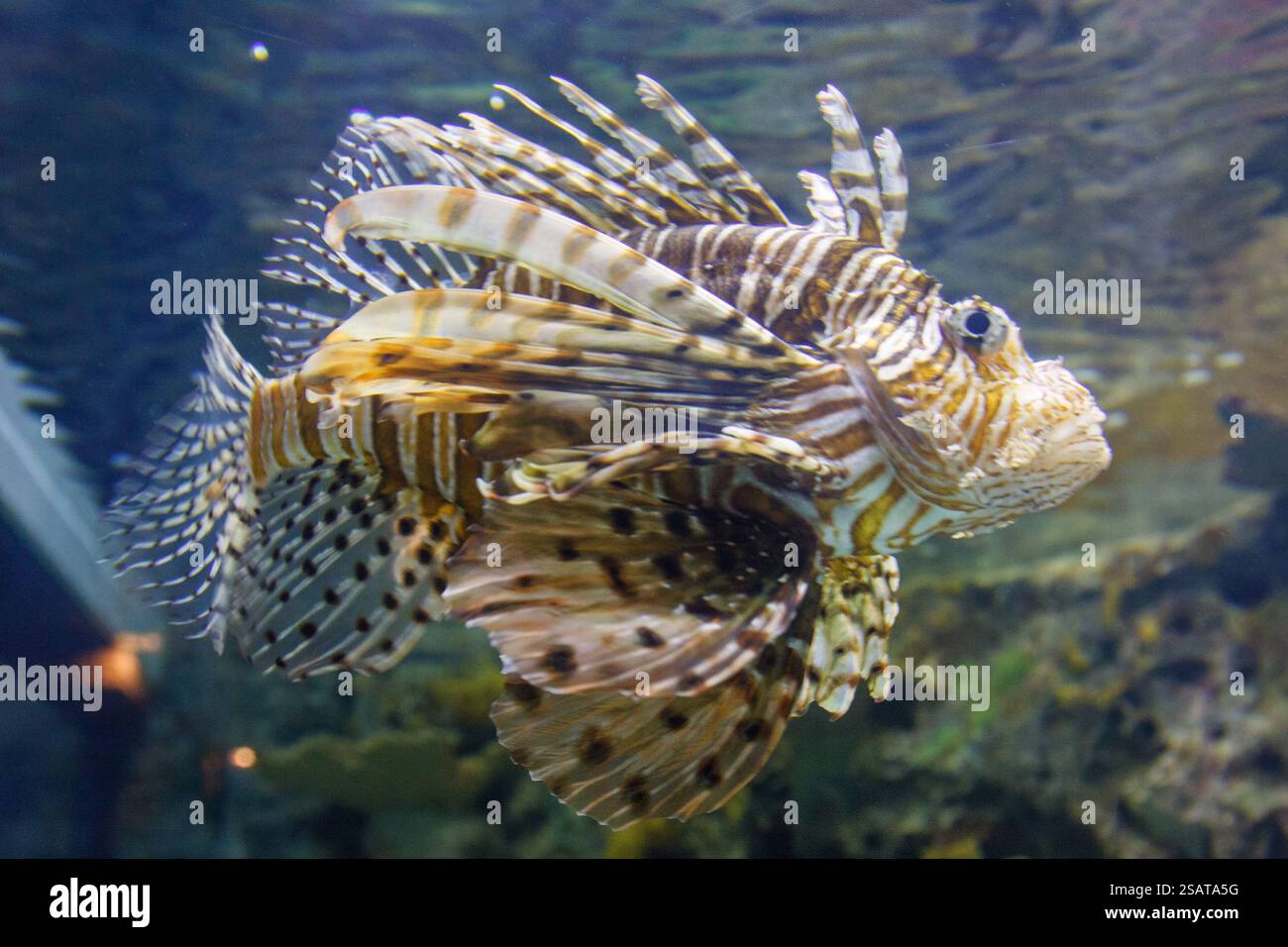 Un pesce con una coda lunga e una pinna lunga sta nuotando in una vasca. Il pesce è marrone e bianco con macchie nere Foto Stock