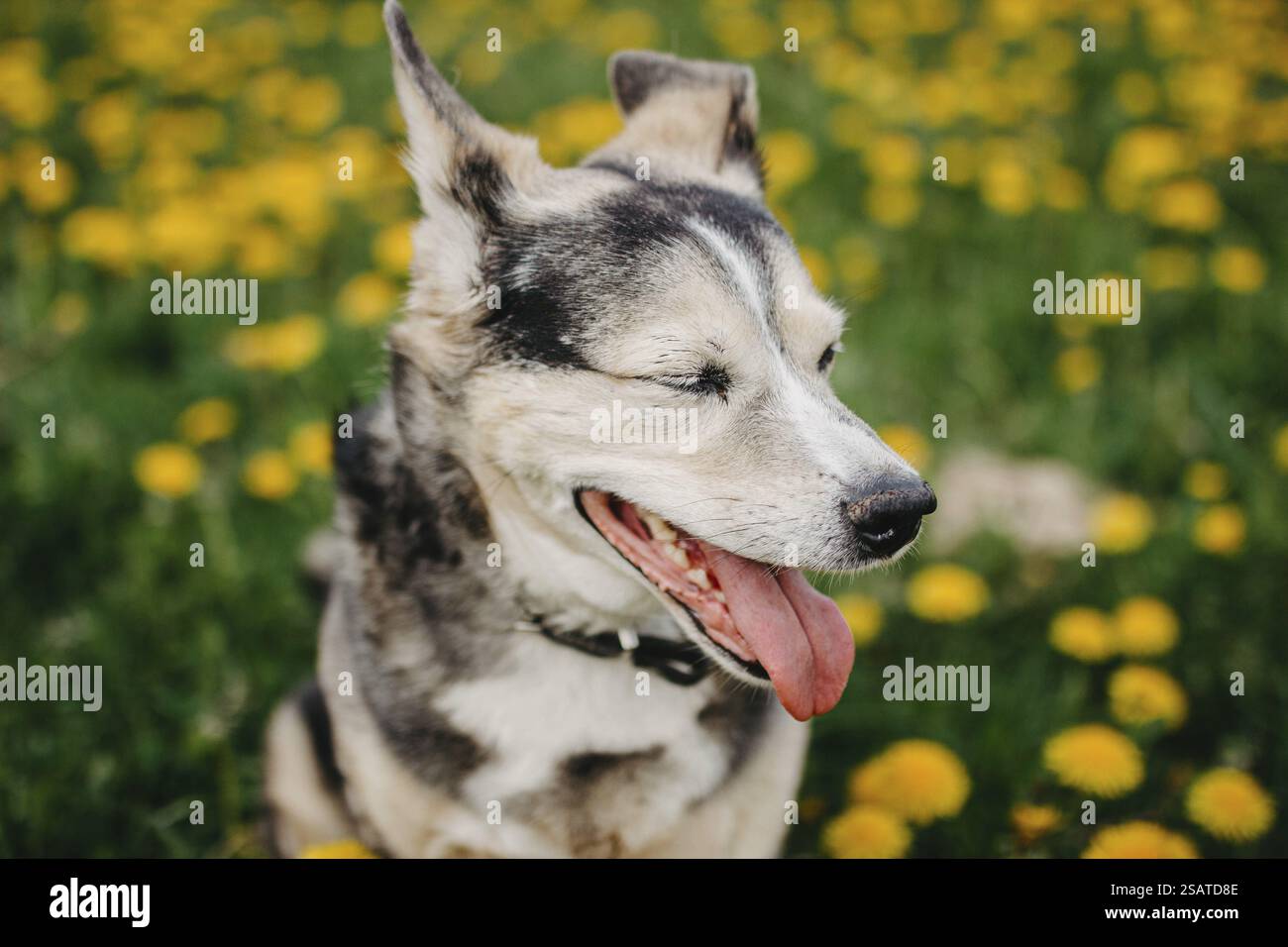 Un cane con gli occhi chiusi che si gode una giornata calda in un campo Foto Stock