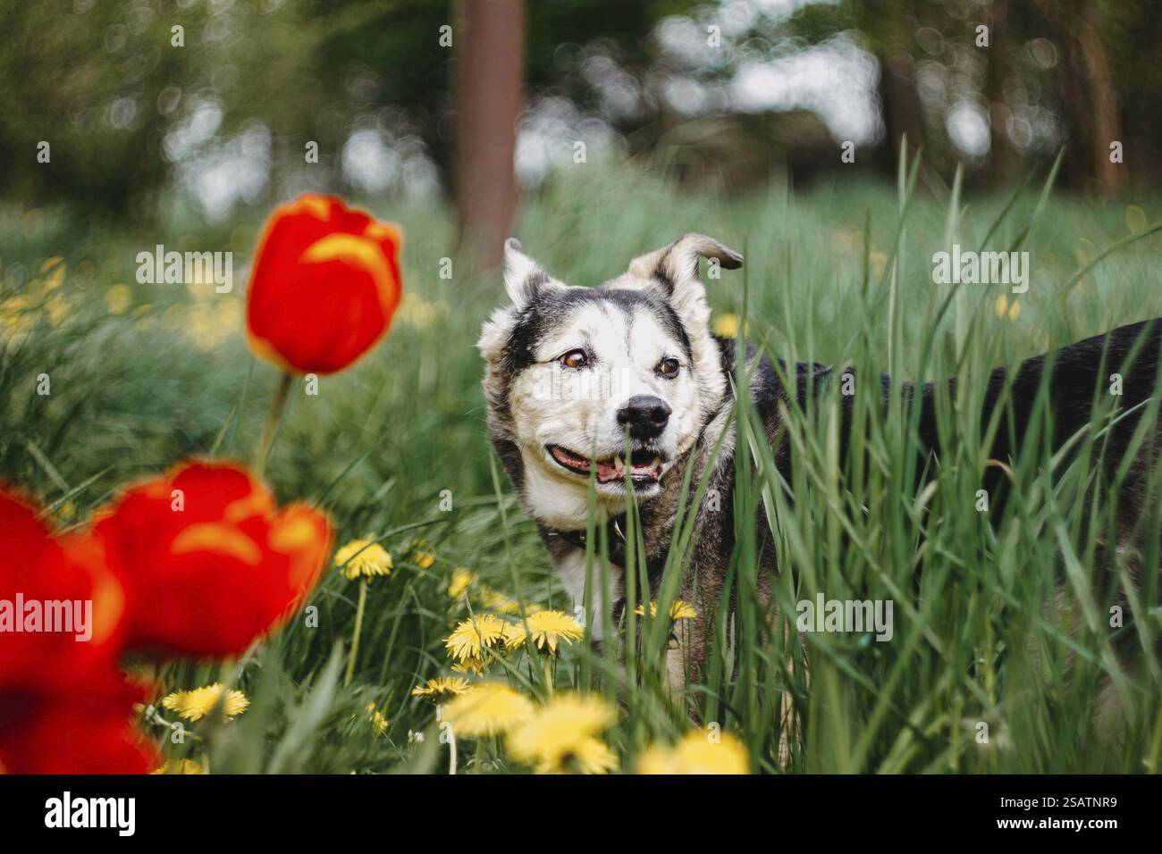 Un cane si erge tra erba alta e tulipani rossi vibranti, circondato da un lussureggiante parco in primavera Foto Stock