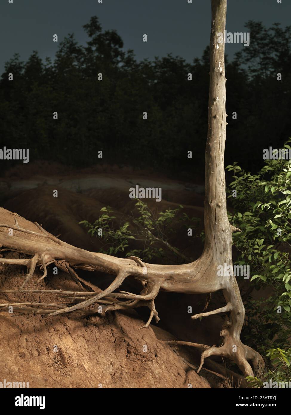 Foto artistiche di un albero morto con radici essiccate Foto Stock