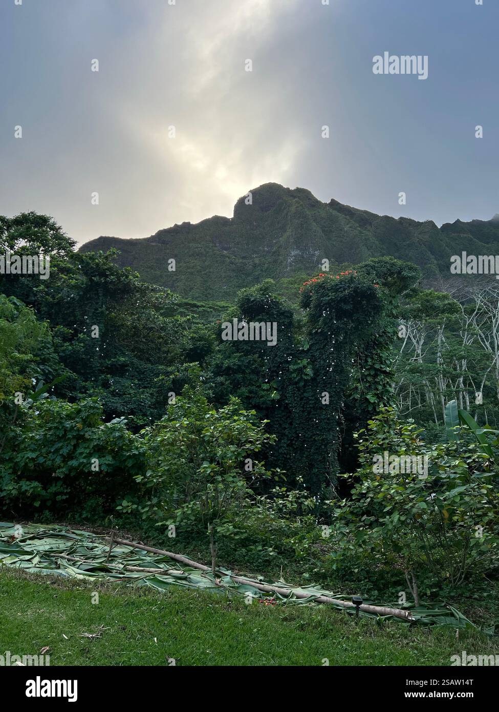 Maestose montagne hawaiane - Immagine stock catturata con smartphone