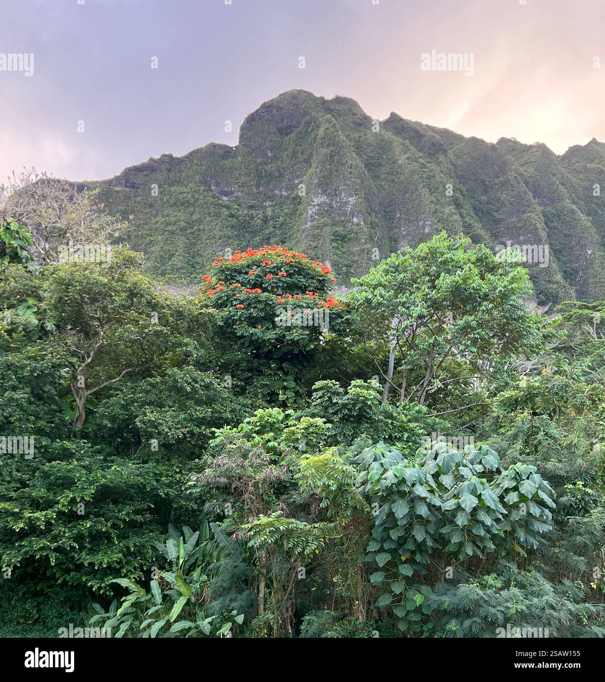 Maestose montagne hawaiane - Immagine stock catturata con smartphone