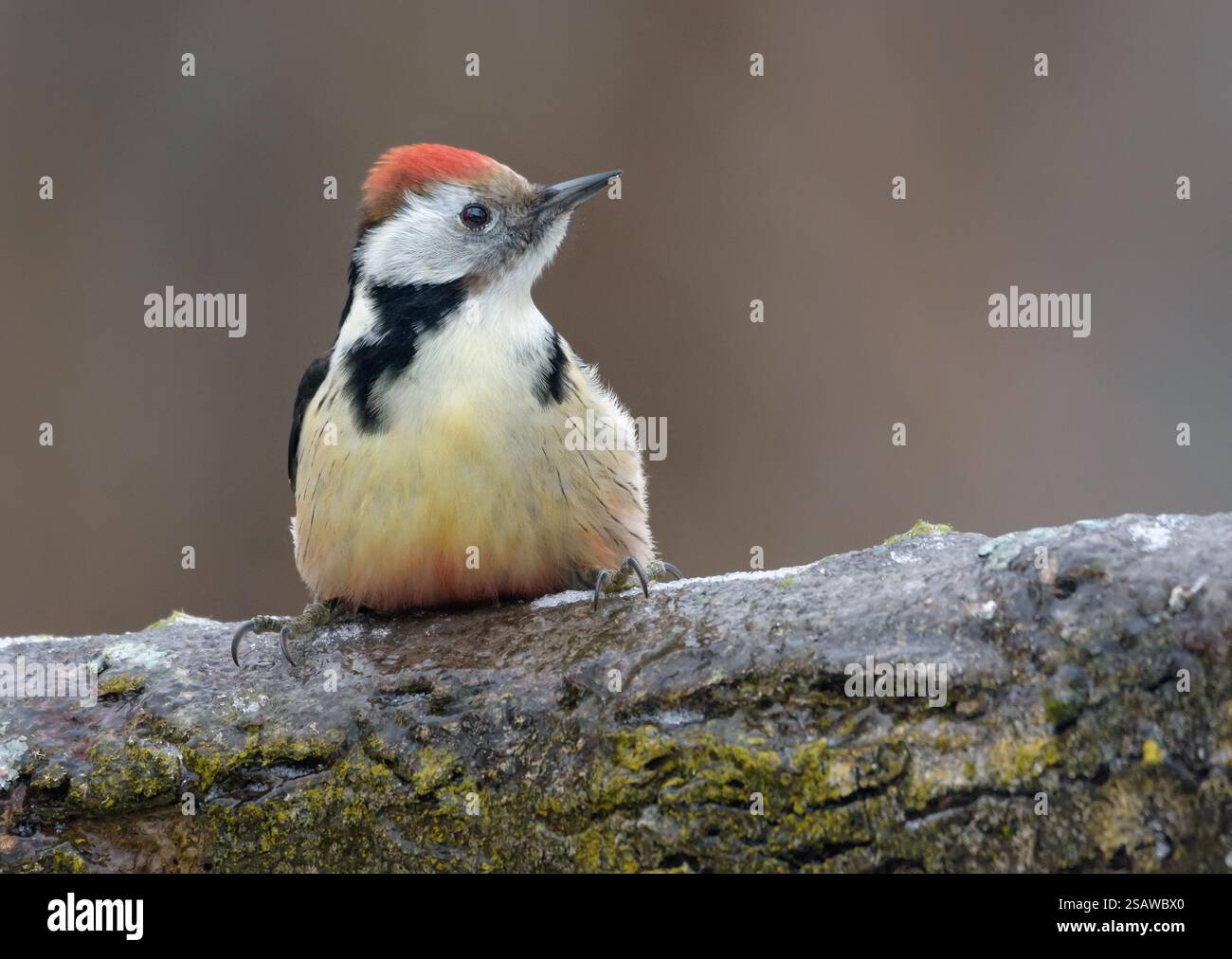 Picchio maculato di mezzo (Dendrocoptes medius) arroccato su un tronco in inverno con il ghiaccio Foto Stock