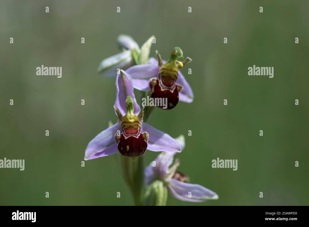 Orchidea delle api; Ophrys apifera; Fiori; Regno Unito Foto Stock