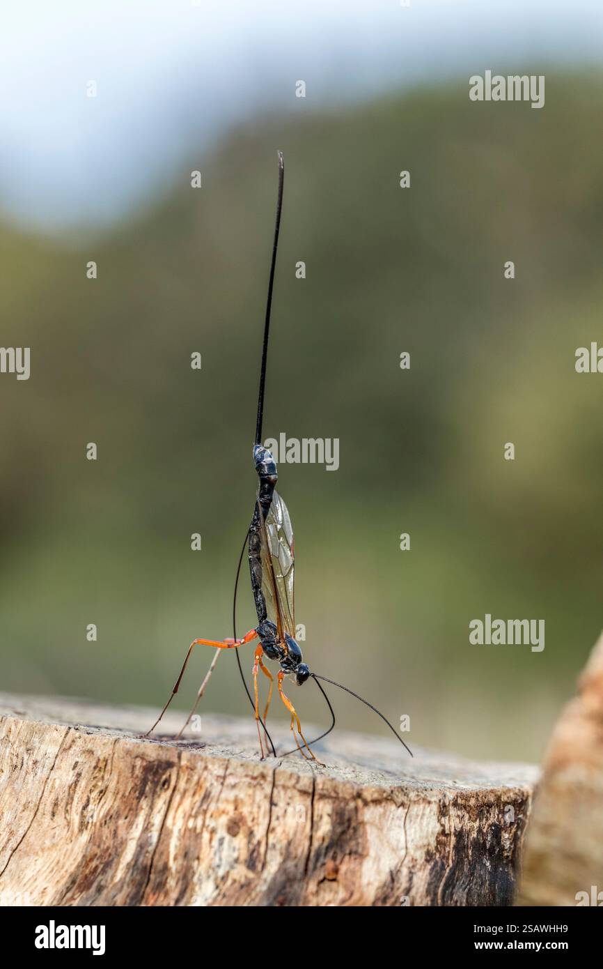 Ichneumon Wasp; Ephialtes manifestator; Female; deposizione delle uova; UK Foto Stock