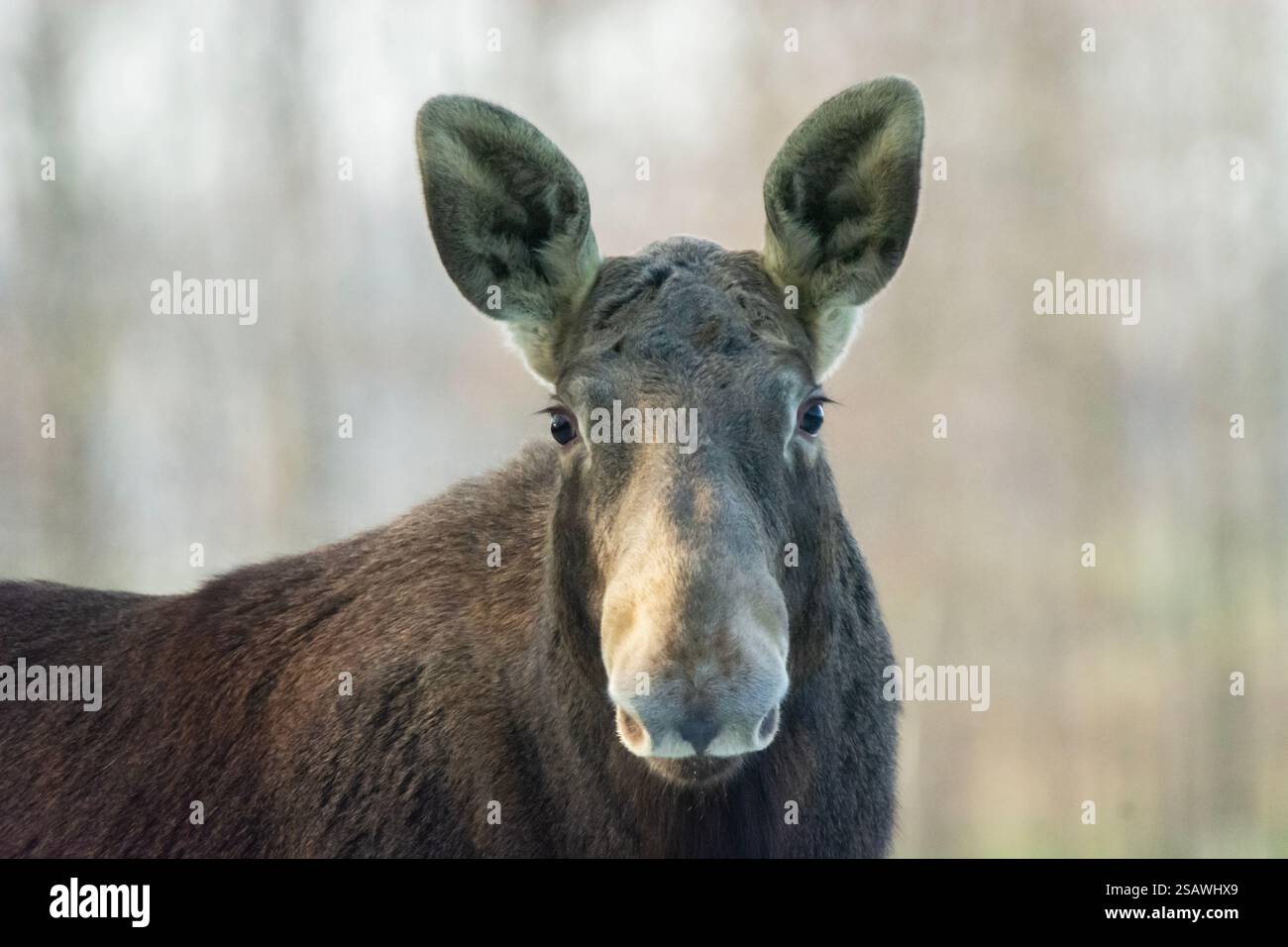 Ritratto di un alce selvatico, Zarzecze, Polonia orientale Foto Stock