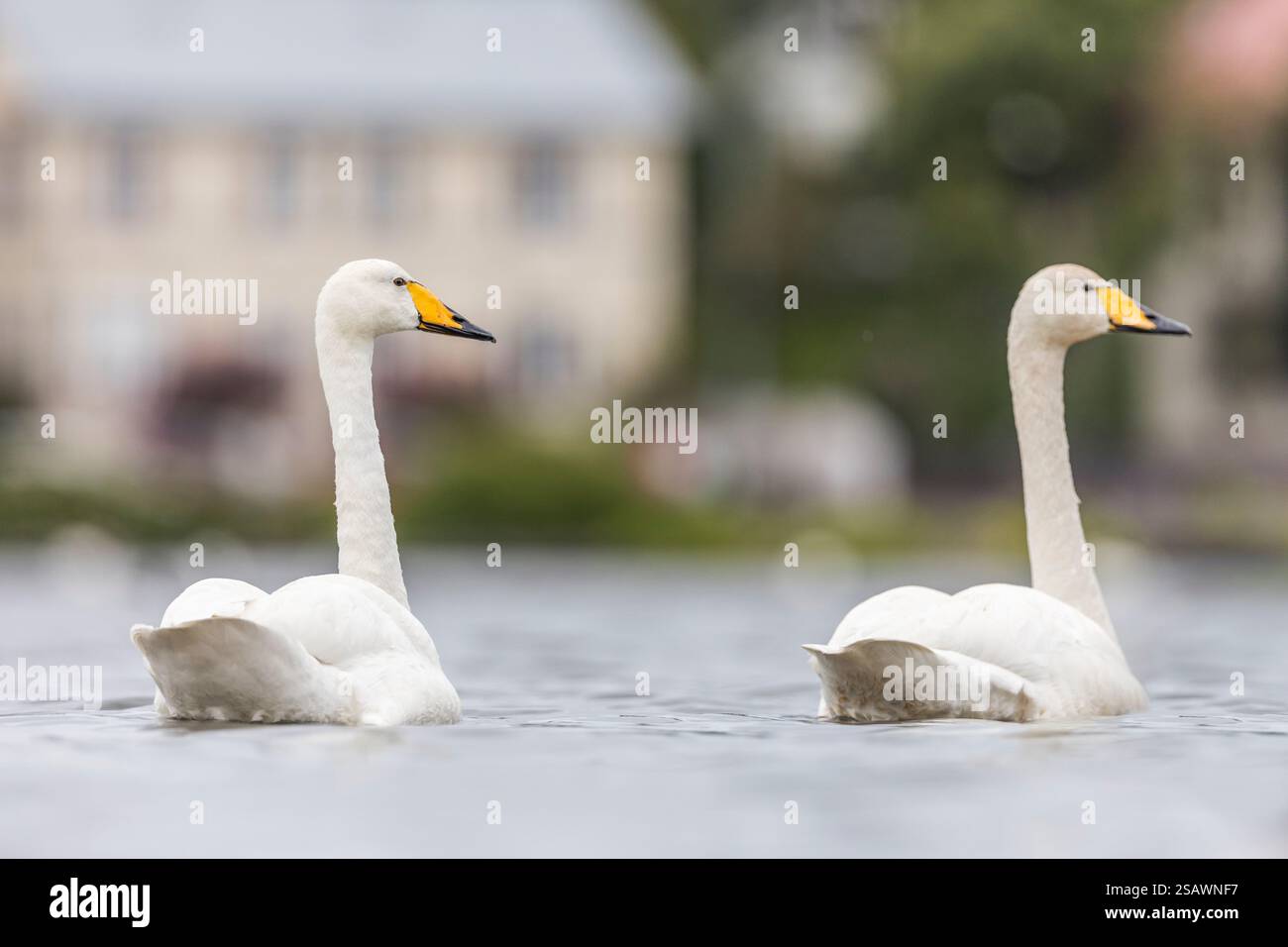 Whooper Swan; Cygnus cygnus; Regno Unito Foto Stock