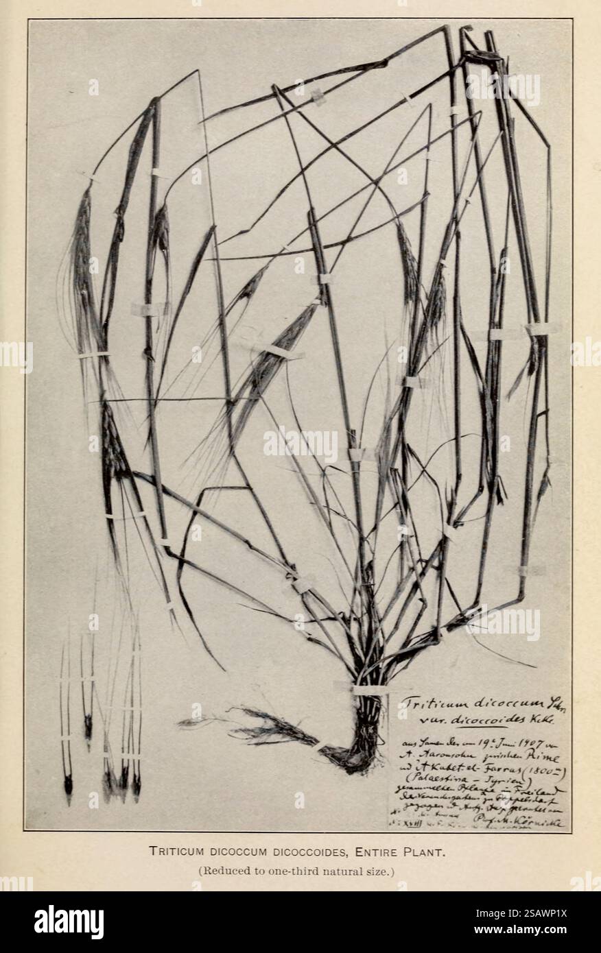 TRITICUM DICOCCUM DICOCCOIDES, INTERO IMPIANTO. Esplorazioni agricole e botaniche in Palestina di Aaronsohn, Aaron, 1876-1919; pubblicato dagli Stati Uniti. Ministero dell'Agricoltura; Stati Uniti. Bureau of Plant Industry, Stati Uniti. Ufficio stampa governativo nel 1910 Foto Stock