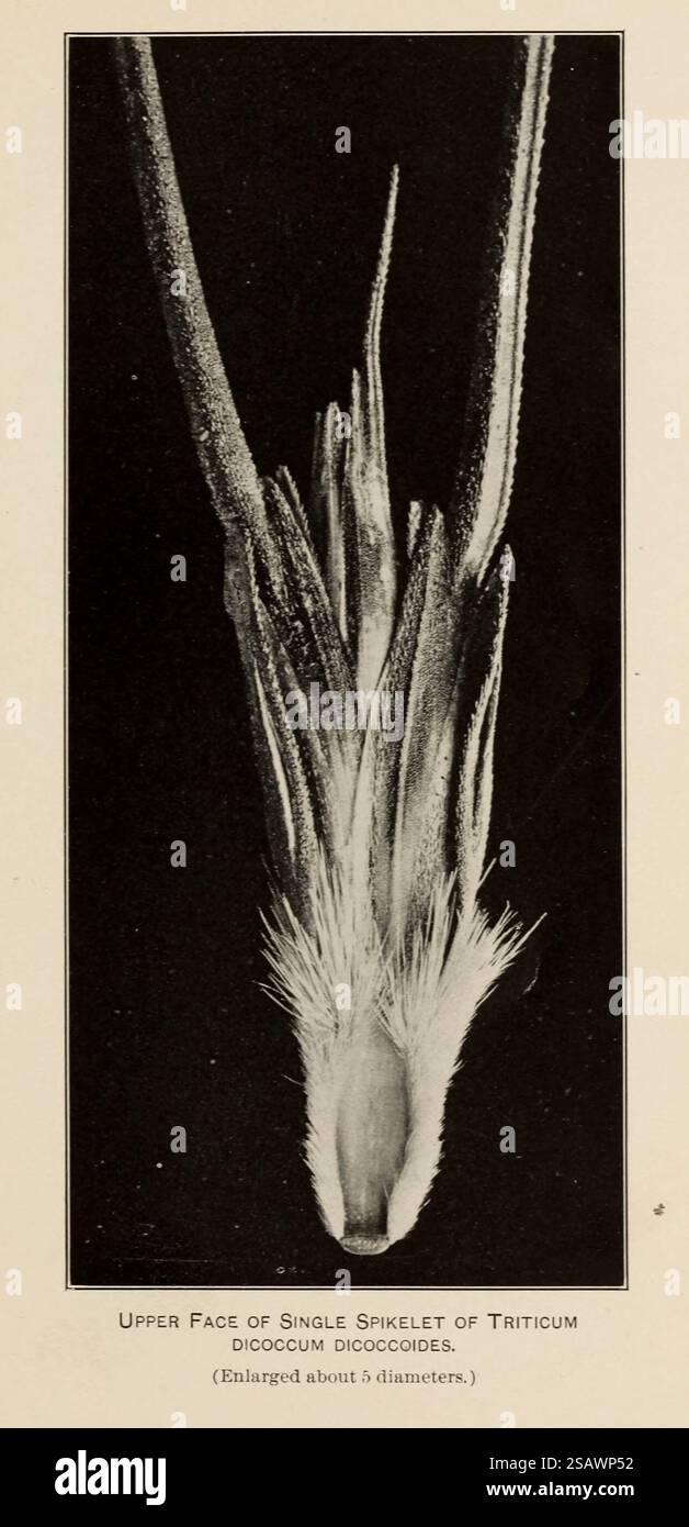 UPPER FACE OF SINGLE SPIKELET OF Triticum dicoccum dicoccoides Agricultural and botanical Explorations in Palestine di Aaronsohn, Aaron, 1876-1919; pubblicato dagli Stati Uniti. Ministero dell'Agricoltura; Stati Uniti. Bureau of Plant Industry, Stati Uniti. Ufficio stampa governativo nel 1910 Foto Stock