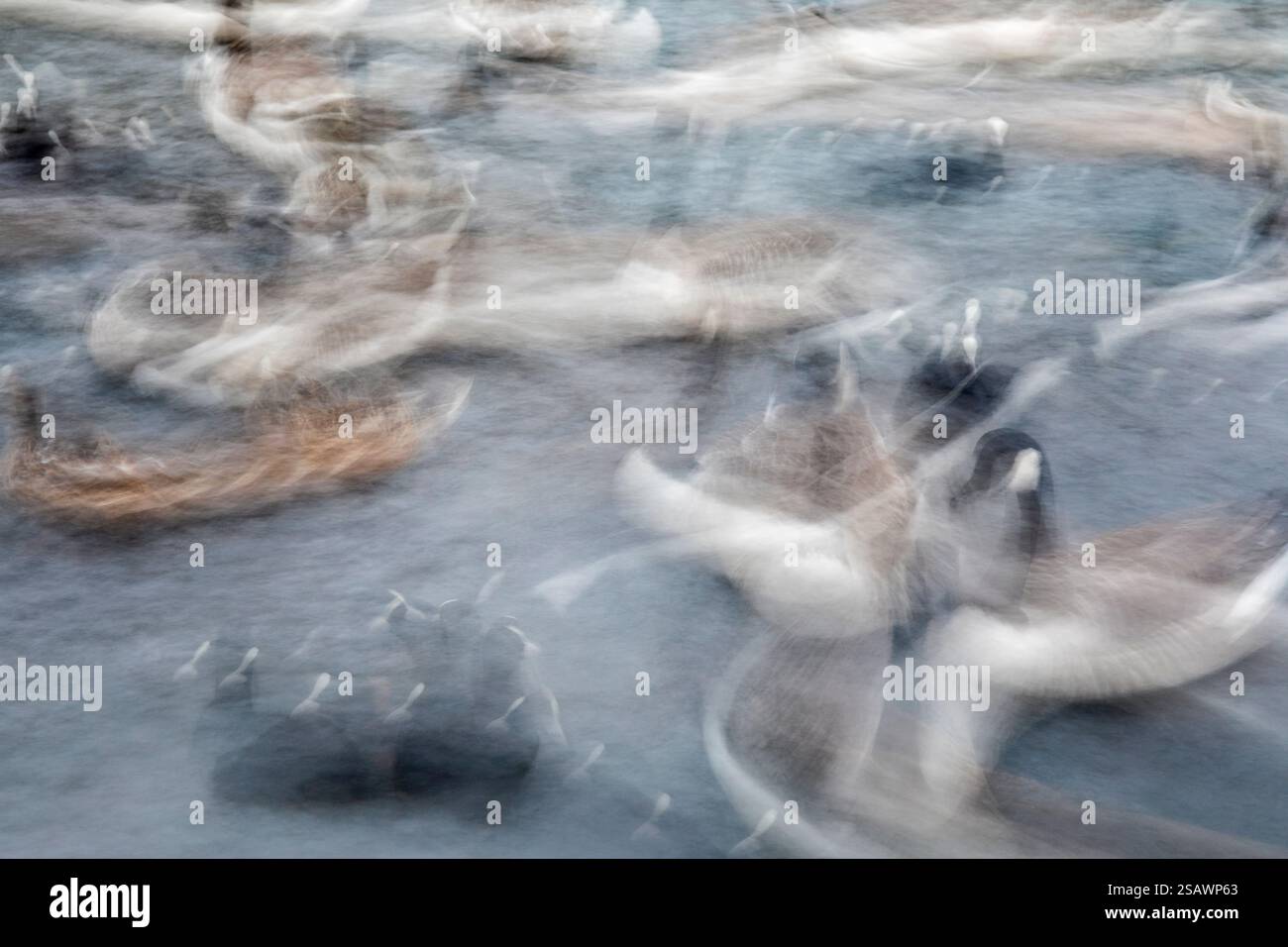 Wildfowl; Slow Motion; Cornovaglia; Regno Unito Foto Stock