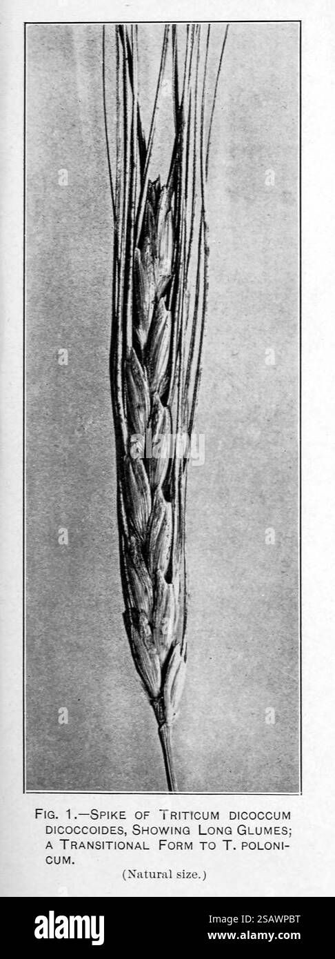 PICCO DI Triticum dicoccum dicoccoides, MOSTRANDO GLUMES LUNGO Una FORMA DI TRANSIZIONE A Triticum POLONICUM. Esplorazioni agricole e botaniche in Palestina di Aaronsohn, Aaron, 1876-1919; pubblicato dagli Stati Uniti. Ministero dell'Agricoltura; Stati Uniti. Bureau of Plant Industry, Stati Uniti. Ufficio stampa governativo nel 1910 Foto Stock