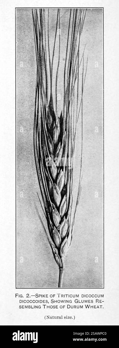 PICCO DI TRITICUM DICOCCUM DICOCCOIDES, CHE MOSTRA GLUMES SIMILE A QUELLI DEL GRANO DURO. Esplorazioni agricole e botaniche in Palestina di Aaronsohn, Aaron, 1876-1919; pubblicato dagli Stati Uniti. Ministero dell'Agricoltura; Stati Uniti. Bureau of Plant Industry, Stati Uniti. Ufficio stampa governativo nel 1910 Foto Stock