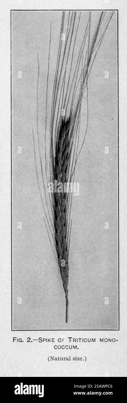 SPIKE OF Triticum monococcum (Einkorn Wheat) Agricultural and botanical Explorations in Palestine di Aaronsohn, Aaron, 1876-1919; pubblicato dagli Stati Uniti. Ministero dell'Agricoltura; Stati Uniti. Bureau of Plant Industry, Stati Uniti. Ufficio stampa governativo nel 1910 Foto Stock
