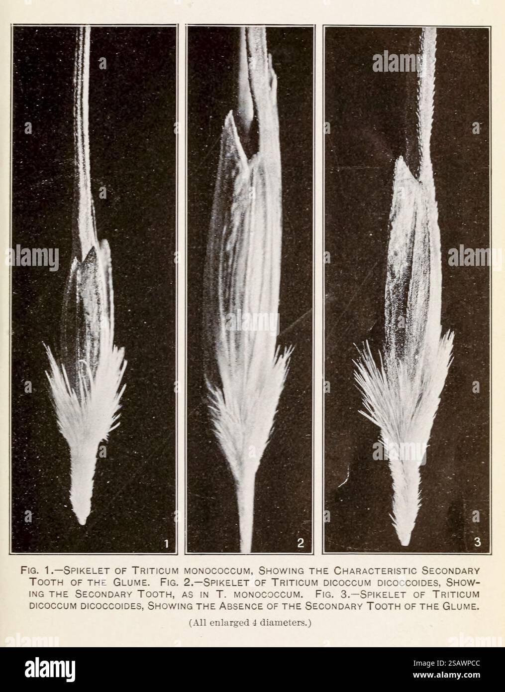 1) SPIKELET DI TRITICUM MONOCOCCUM, CHE MOSTRA IL CARATTERISTICO DENTE SECONDARIO DEL GLUME. 2) SPIKELET OF TRITICUM DICOCCUM DICOCCOIDES, CHE MOSTRA IL DENTE SECONDARIO, COME IN T. MONOCOCCUM. 3) SPIKELET OF TRITICUM DICOCCUM DICOCCOIDES, CHE MOSTRA L'ASSENZA DEL DENTE SECONDARIO DEL GLUME. Esplorazioni agricole e botaniche in Palestina di Aaronsohn, Aaron, 1876-1919; pubblicato dagli Stati Uniti. Ministero dell'Agricoltura; Stati Uniti. Bureau of Plant Industry, Stati Uniti. Ufficio stampa governativo nel 1910 Foto Stock