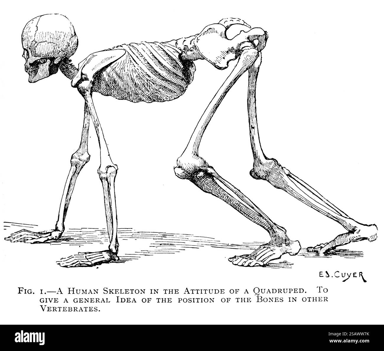Uno SCHELETRO UMANO NELL'ATTEGGIAMENTO DI Un QUADRUPLO, per DARE Un'IDEA GENERALE DELLA POSIZIONE DELLE OSSA IN ALTRI VERTEBRATI dall'anatomia artistica degli animali di Édouard Cuyer, George Haywood, pubblicato nel 1905 Foto Stock