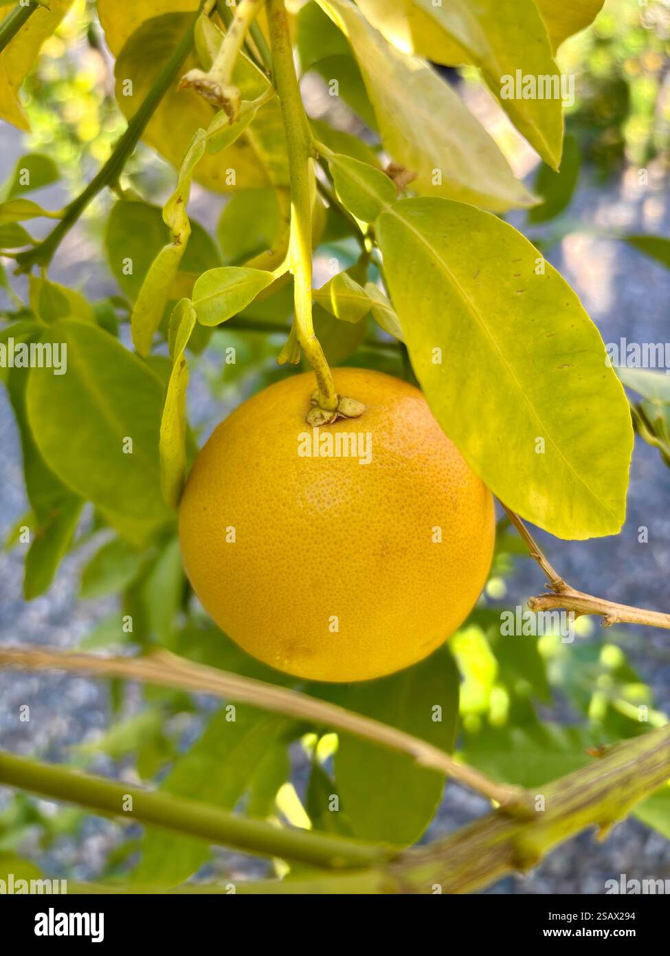 Primo piano di un pompelmo maturo o di un limone appeso ad un albero con foglie Foto Stock