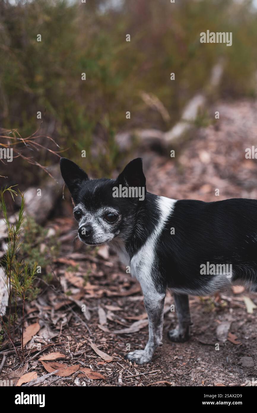 Simpatico, minuscolo chihuahua bianco e nero che si gode una passeggiata nella natura Foto Stock