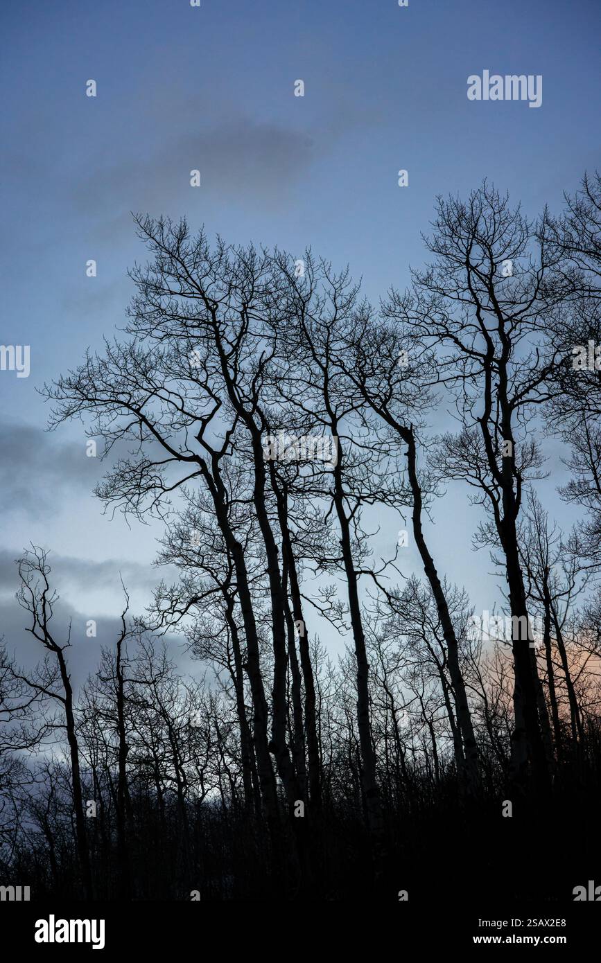 Gli alti alberi di pioppo si stagliano contro il cielo blu della sera invernale Foto Stock