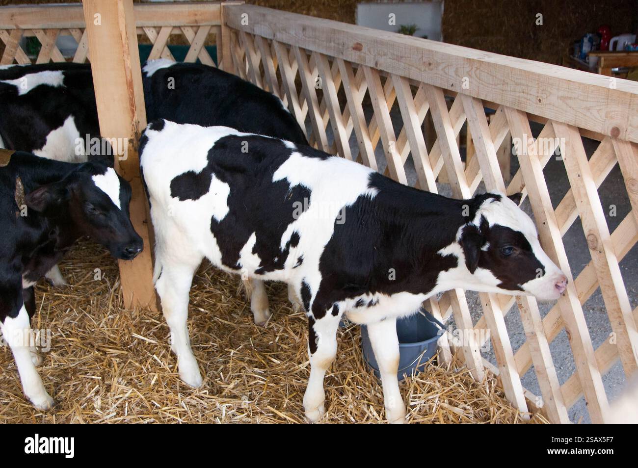 Carini vitelli alle mostre fieristiche Foto Stock