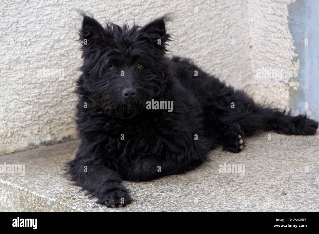 Una delle razze più antiche del mondo, la Pulin Foto Stock