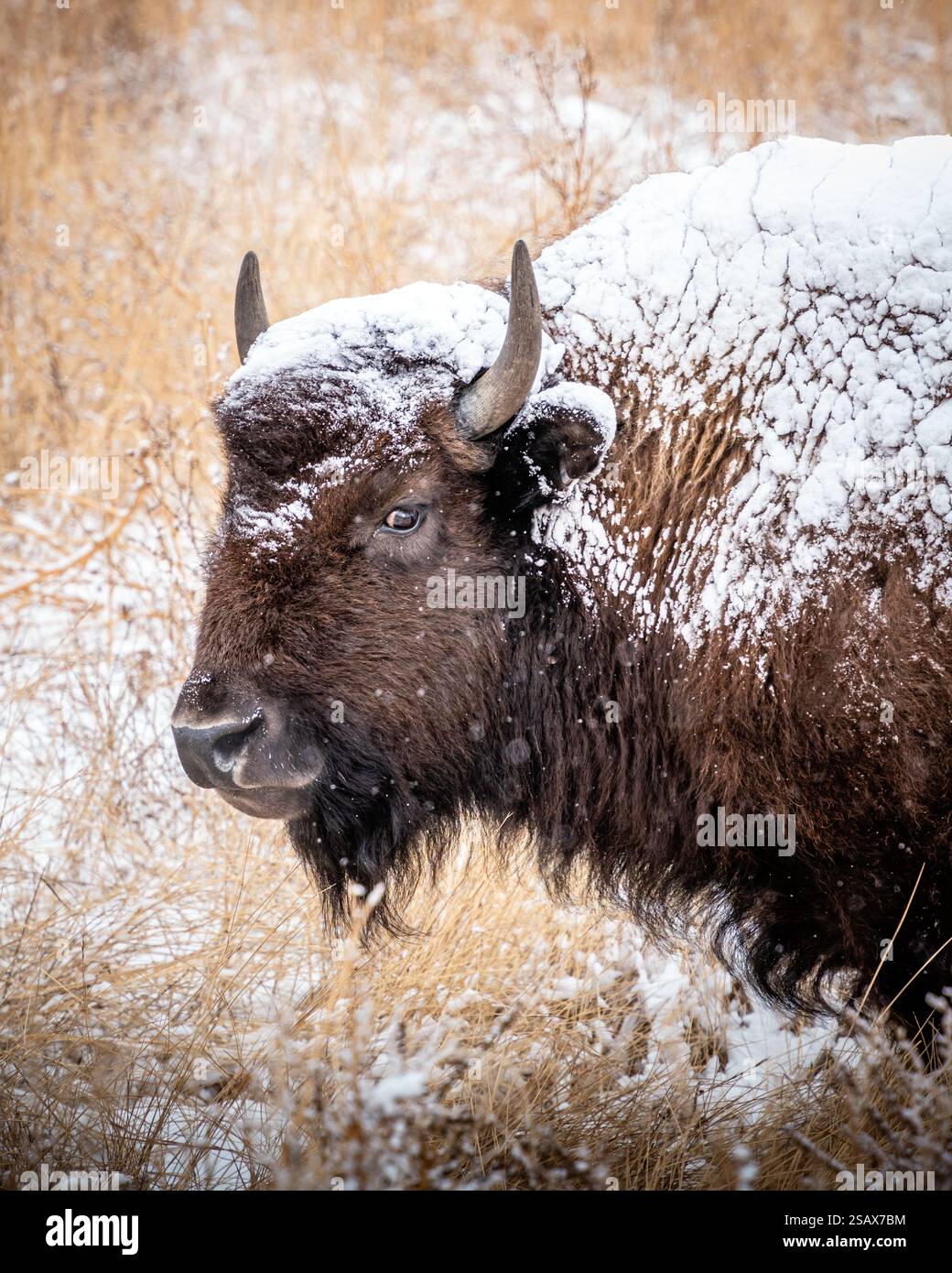 Ritratto di un bisonte innevato che dà uno sguardo laterale Foto Stock Ritratto di un bisonte innevato che dà uno sguardo laterale Foto Stock