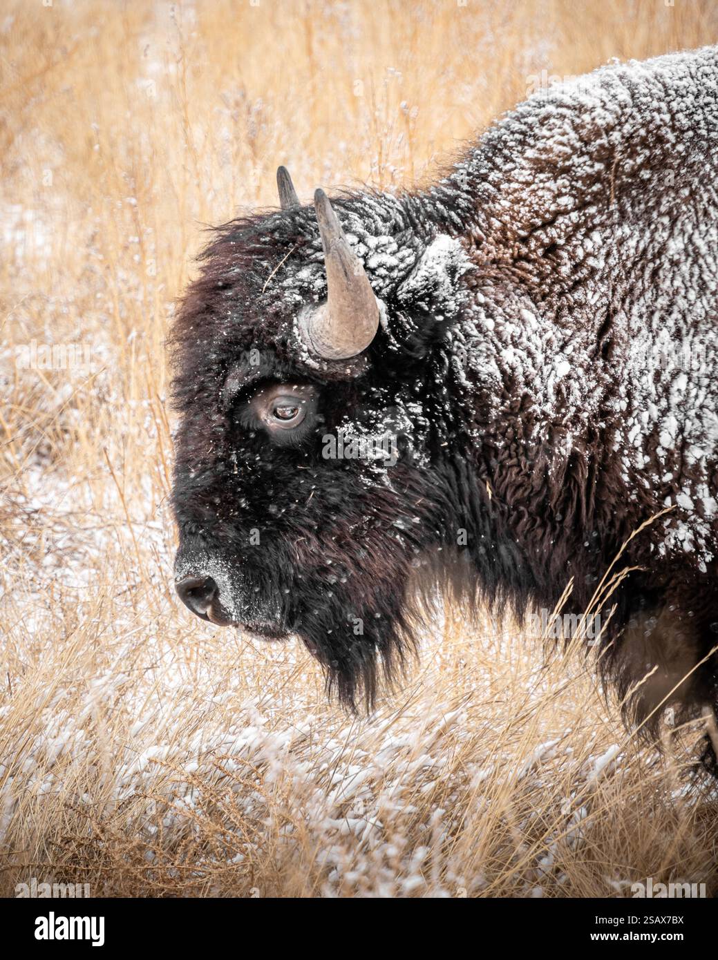 Ritratto laterale di un bisonte innevato in un campo di erba innevata Foto Stock Ritratto laterale di un bisonte innevato in un campo di erba innevata Foto Stock