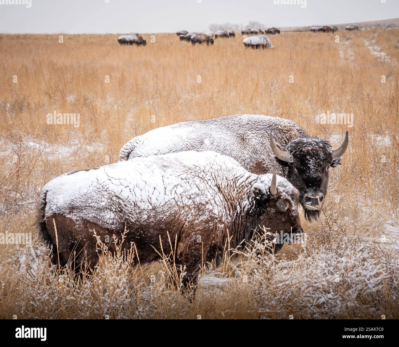 Due bisonti innevati si trovano in un alto campo erboso Foto Stock Due bisonti innevati si trovano in un alto campo erboso Foto Stock