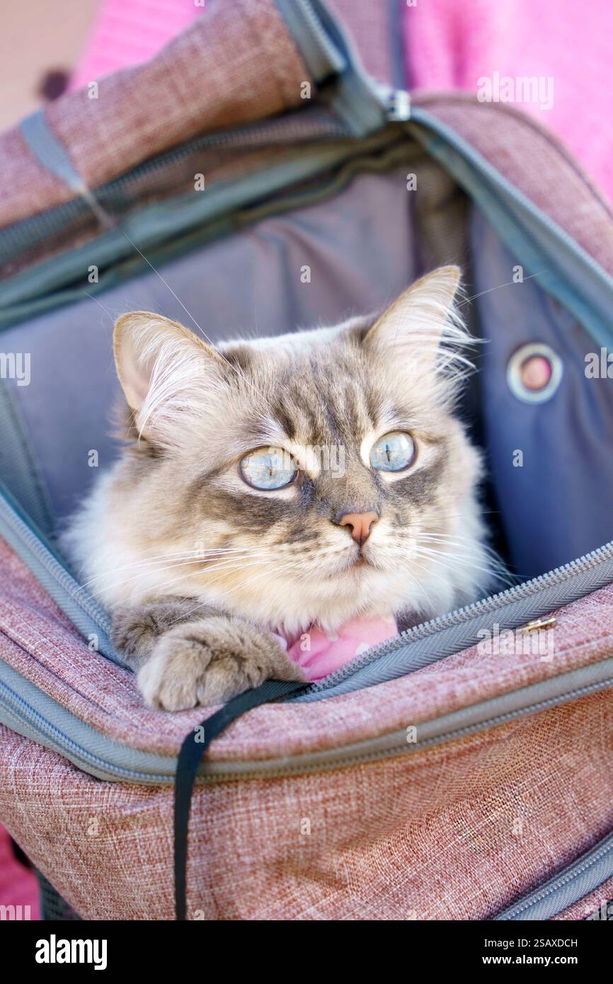 Bellissimo gatto grigio trasportato all'interno di uno zaino personalizzato Foto Stock