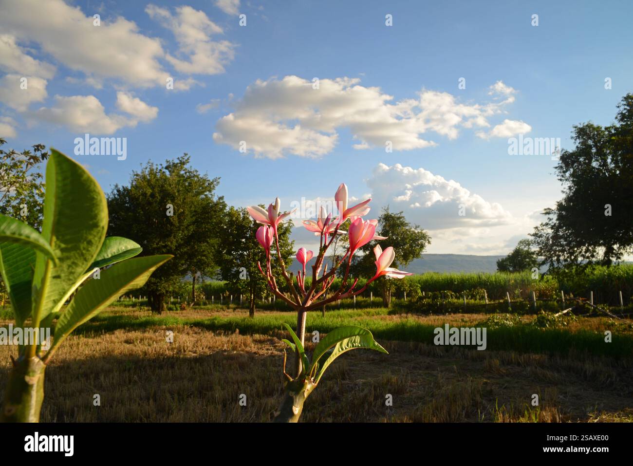 Quel fiore cresce in campagna in Thailandia Foto Stock