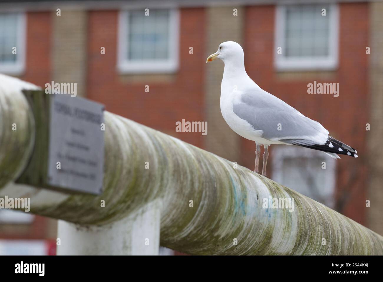Un gabbiano di aringa europeo, Larus argentatus, siede su una ringhiera in un'area urbana. Il gabbiano è attualmente nella lista rossa del Regno Unito per lo stato di conservazione Foto Stock