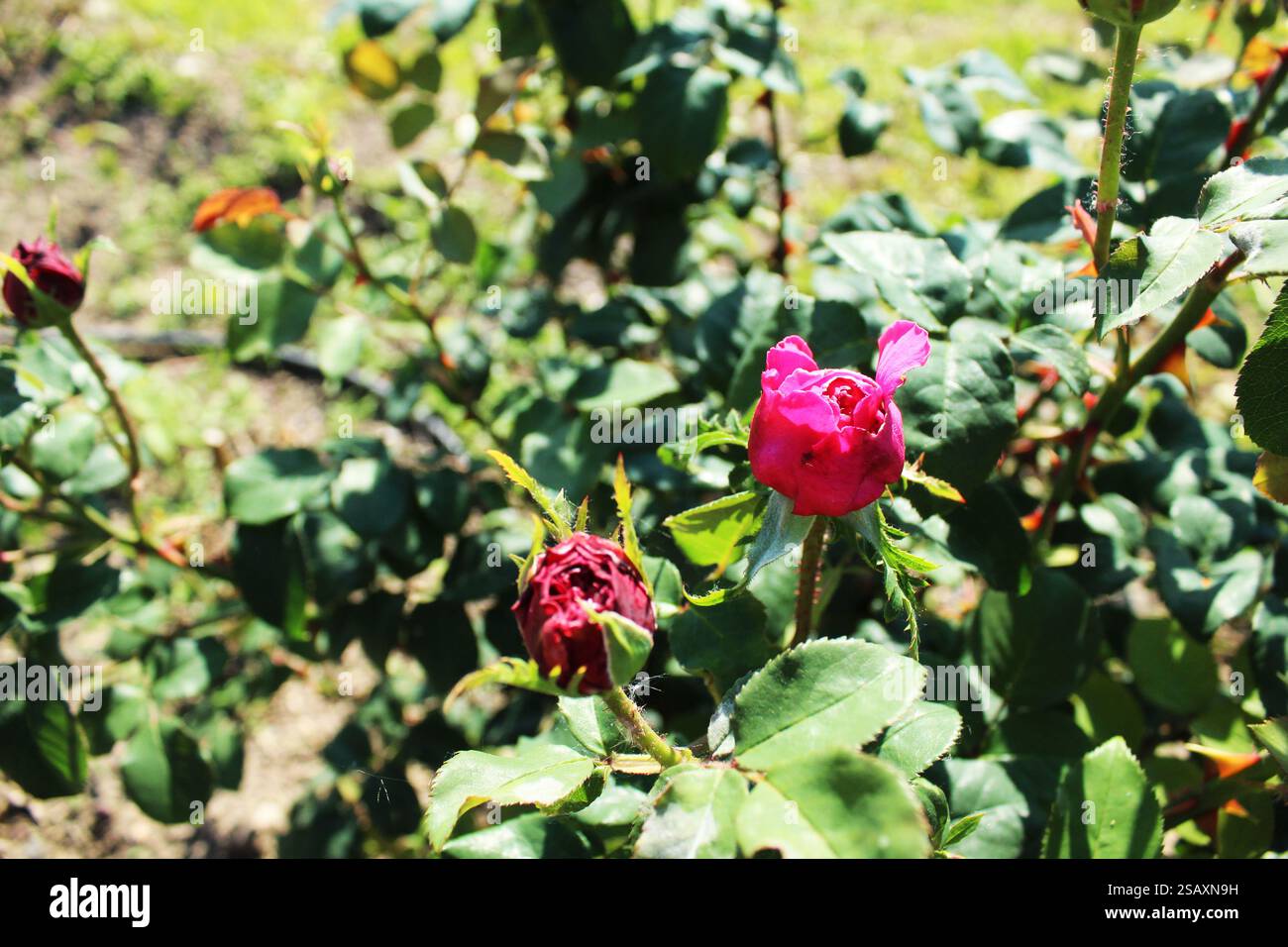 Rosa cespuglio nella vista centrale di Serhu. Crescono rose. Foto Stock