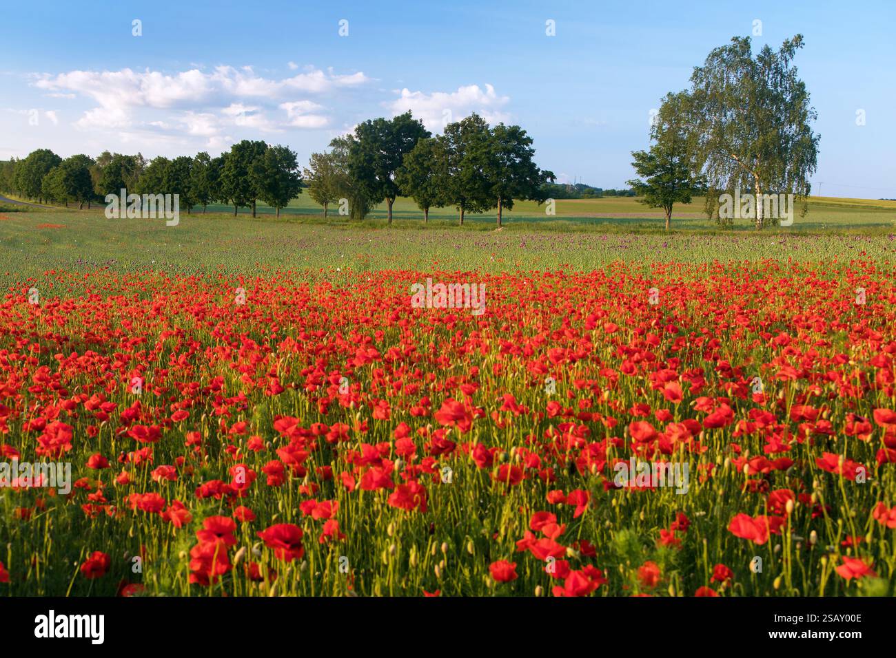 Campo di papaveri rossi o papavero comune, papavero di mais, rosa di mais, papavero da campo, papavero delle fiandre, in latino Papaver Rhoaes Foto Stock
