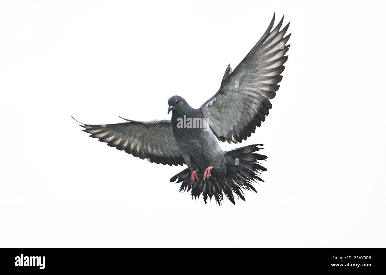 Piccione selvatico Columba livia domestica o Rock dove in volo UK : Foto Stock